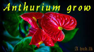 How To Grow Anthurium Plant Properly Anthurium Planting Tips Anthurium Wagawa Sinhala A Hub Lk Youtube