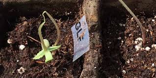 Image result for tomato seedling damping off