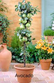 We pot our bareroot fruit trees in plantable fiber (pulp) pots. 10 Best Fruits To Grow In Your Pots Fast Growing Trees Apple Tree Potted Fruit Trees