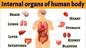 Image result for internal organs