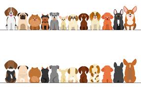 El 21 de julio se celebra el dia mundial del perro y hoy más que nunca los dichos relacionados con los perros tienen lógica. Dia Del Perro 2021 Por Que Se Celebra El 21 De Julio A Nivel Mundial