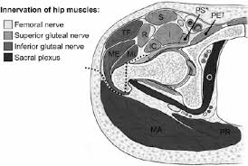 For a much deeper release in the hips, location your elbows on your legs as you lean forward. The Surgical Hip Dislocation Is An Intermuscular And Internervous Download Scientific Diagram