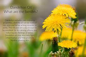 Dandelion Oil Benefits Dandelion Oil Dandelion Benefits Oil Benefits