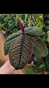 Image result for Ardisiandra
