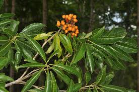 Image result for Pittosporaceae