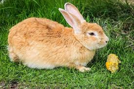 There is no danger with the corn leaves. Can Rabbits Eat Corn We Re All About Pets