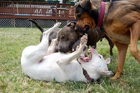 Some would say that pit bulls are the scariest as they are known for its violent tendencies. Pit Bulls Are Not Our Friends The Walrus