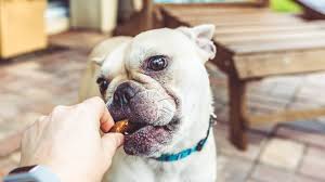Understanding the ingredients in diabetic dog treats and diet is important because feeding a diabetic dog properly can greatly improve the quality of life of the dog. Diabetic Dog Treats The Best Treats For Diabetic Dogs For 2021