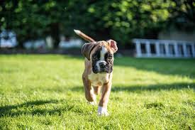The boxer dog breed is of german descent and its origins date back to the late 19th century. Getting A Boxer Puppy 21 Things You Need To Buy Now Boxer Dog Diaries