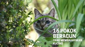 Bahagian mana yang beracun tu? 16 Pokok Beracun Yang Membahayakan Kucing Youtube