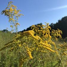 Image result for Chamaecrista paralias