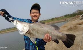 Cara meracik umpan paling disukai ikan kakap putih dan merah ampuh. Dasar Dasar Teknik Mancing Pasiran Surf Fishing Hewanpedia