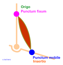 고정된 곳의 신경 활성도가 더 높다! Punctum Fixum-Punctum Mobile 컨셉 : 네이버 블로그