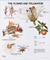 The Flower And Pollination Wall Chart