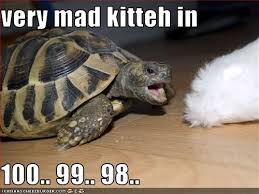 Very Mad Kitteh In 100 99 98 Turtles Funny Silly Animals Funny Animal Pictures