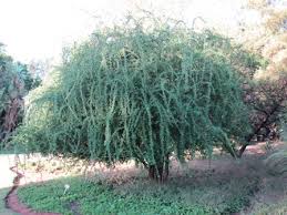 Image result for Ehretia rigida