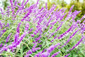 We did not find results for: Salvia Leucantha Mexican Bush Sage Care And Growing Guide