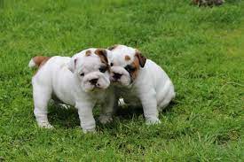 The one way not to fall is to ask the breeder to. 8 Weeks Old Male And Female English Bulldog Puppies For Sale Louisiana Sportsman Classifieds La