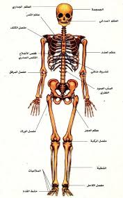 الجهاز العظمي Cool Science Projects Fun Science Brain Nervous System