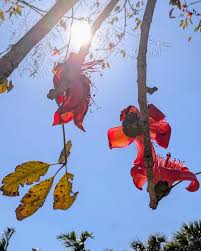 Image result for Bombax ceiba