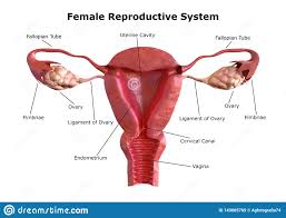 Female Reproductive System Internal View Of The Uterus With
