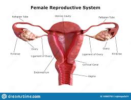 female reproductive system internal view of the uterus with