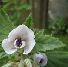 Marshmallow plant uses and symbolism associations to the death, rebirth cycle the leaves and flowers offer peace in departing rituals to honour the dead. Marshmallow Flower Essence Flower Essences Flower Remedies Tree Frog Farm