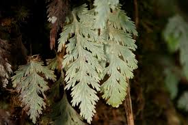 Image result for Hymenophyllum capillare