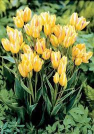 Antoinette Multiflowered Tulip Tulips Bloms Bulbs Uk Bulbousplants Bulbous Plants Tulip Bulbous Plants Bulb Flowers Tulip Bulbs