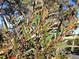 Acacia Obtusifolia Blunt Leaf Wattle Diversity Native Seeds