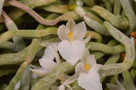 Image result for Microcoelia stolzii