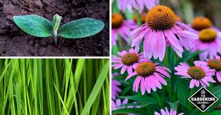 Any florist or hobbyist knows that having a good fertilizer is absolutely essential to the success and health of your flowers. Fertilizer Vs No Fertilizer Pros And Cons Gardening Channel