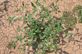 Image result for Boerhavia