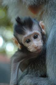 Monkey Baby 2 Animals Beautiful Baby Monkey Cute Baby Animals
