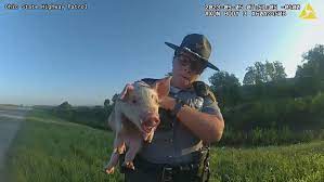 VIDEO: Troopers rescue piglet that fell from transport | KATU
