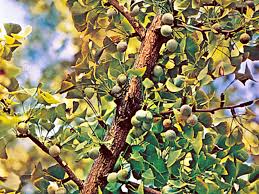 It is hardy to zone (uk) 4. Gymnosperm Ginkgophyta Britannica