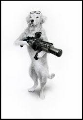 Increase fieldwork to enhance your gun dog's mentality. 37 Dogs With Guns Ideas Dogs Funny Animals Military Working Dogs