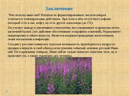 Раньше напиток из кипрея был очень популярным не только на руси, но и за ее пределами. Prezentaciya K Metodicheskoj Razrabotke Vneauditornogo Meropriyatiya Na Temu Ivan Chaj Russkie Tradicii Chaepitiya Tehnologiya Prezentacii