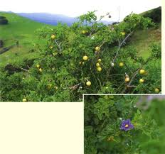 Image result for Solanum linneanum