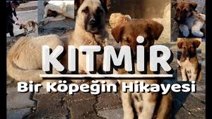 Kitmir Bir Kopegin Hikayesi Tikla Izle Youtube