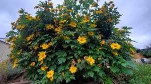 Image result for Tithonia diversifolia