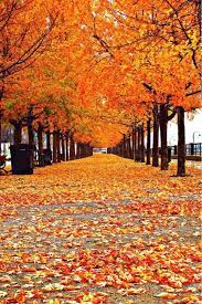 Things That Are Orange The Blog For All Things Orange Things That Are Orange Autumn Trees Fall Wallpaper Autumn Scenery