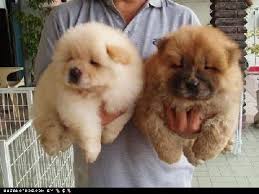 Des dizaines d'annonces d'éleveurs pour trouver une portée de chiots golden retriever à acheter. Chiots De Chow Chow A Vendre