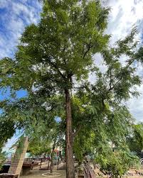 Image result for Tipuana