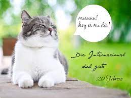 El motivo es sencillo, en ese país tienen a los felinos en pedestal, esto desde el reinado de la emperatriz isabel en 1700. Feliz 20 De Febrero Dia Internacional Del Gato
