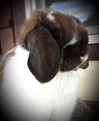 Gio S Holland Lop Of Utah Gw S Katsu Rabbit Shows Are Fun For The Whole Family Although Very Addicting Little Bunny Foo Foo Animals Beautiful Fox And Rabbit