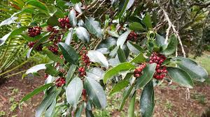 Image result for Ilex mitis
