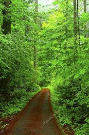 Maybe you would like to learn more about one of these? Picture Exterior Pacific Northwest Forest Trail Stock Photo Sponsored Pacific Northwest Picture Exterior Forest Trail Pacific Northwest Exterior