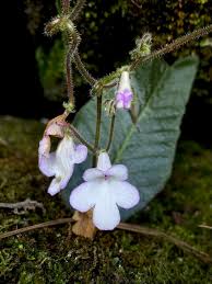 Image result for Streptocarpus eylesii