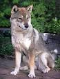 Shikoku Dog Breed Information - American Kennel Club
